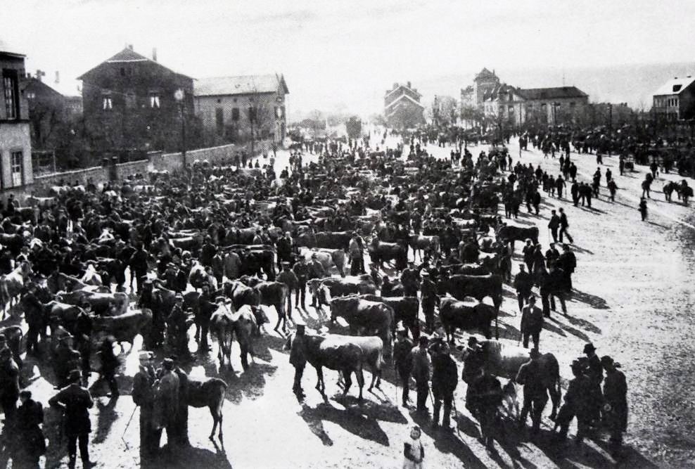 Viehhandel AKJG 1000